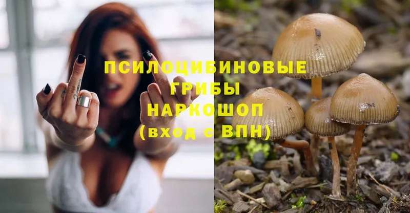 Псилоцибиновые грибы Psilocybine cubensis  Нытва 